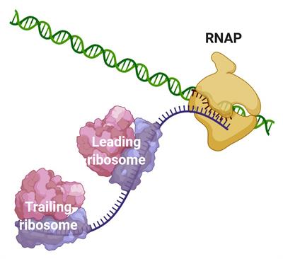 Coupled Transcription-Translation in Prokaryotes: An Old Couple With New Surprises